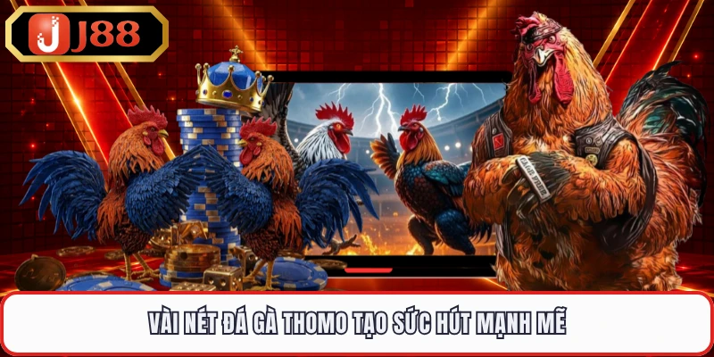 Vài nét đá gà Thomo tạo sức hút mạnh mẽ